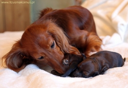 C&oacute;rki Shangri-La mają już imiona!