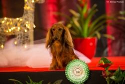 El-Maraya na wystawie w Zagrzebiu