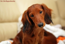 Pożegnanie Czatura syna Basima