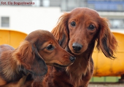 Amy i Inu na wystawie w Nowym Dworze