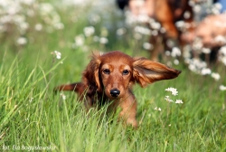 Wiosenny spacer Lizus&oacute;w i przyjaci&oacute;ł