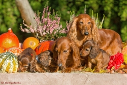 Jesienna sesja rodzinna