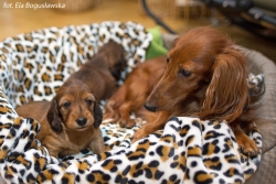 Nowe zdjęcia miotu F