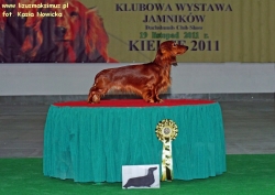 Klubowa wystawa jamnik&oacute;w w Kielcach