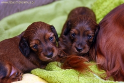 Salonowe życie Damai i Dalayi