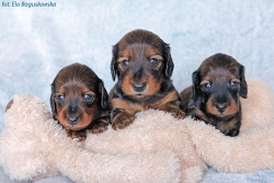 Z wizytą u maluch&oacute;w Shergola