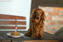 Pierwsze urodziny jamnik&oacute;w z miotu F