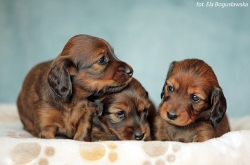 Dzieci Basima i Kopciuszka mają 4 tygodnie