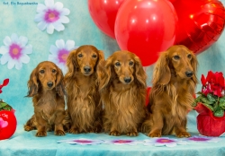 Walentynki z jamnikami długowłosymi