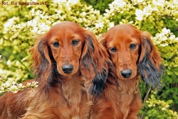 Spotkanie Dalayi i Damai