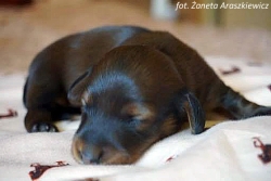 Basim ma nową c&oacute;reczkę