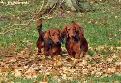 Jesienne szaleństwa z Szamanem