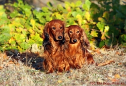 Jesienne jamniki w Łodzi