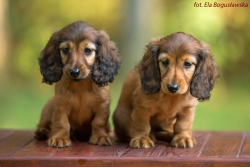 Maluchy w ogrodzie Shergola