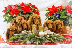 Lizusowa sesja bożonarodzeniowa