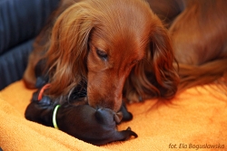 Basim ma trzy nowe c&oacute;reczki