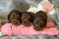 Maluchy z miotu G mają już otwarte oczy