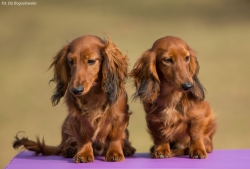 Georgios i Ghuri w psim przedszkolu