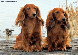 Wiosenny spacer w Wilanowie