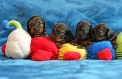 Odwiedziny u szczeniąt w Ruścu