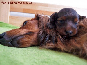 Wieści z Czech