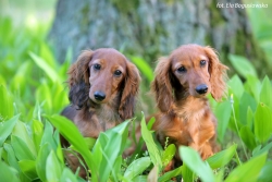 El-Maraya i Emiko &ndash; wsp&oacute;lny letni wiecz&oacute;r
