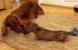 Alchi poznaje rodzeństwo