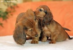 Spotkanie jamnik&oacute;w długowłosych kr&oacute;liczych i standardowych