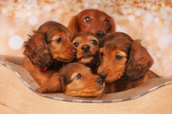 Świąteczna sesja szczeniąt Shergola i Abbey