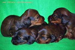 Dzieci Basima i Czarnej Mamby