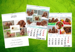 Kalendarz hodowli Lizus Maksimus