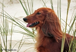 Szaleństwa na wydmach