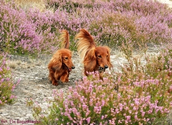 Wyprawa na wrzosowisko